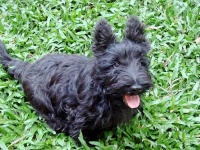 image of scottish_terrier #12