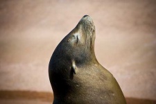 image of sea_lion