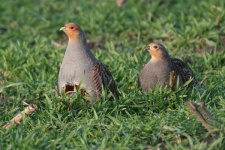 image of partridge