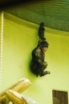 image of chimpanzee