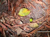 image of acorn
