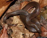 image of thunder_snake
