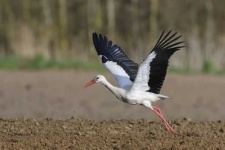 image of stork