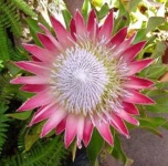 image of flower