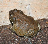 image of tailed_frog