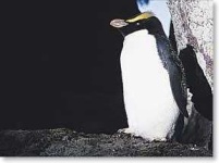 image of penguin