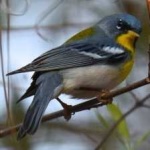 image of bird