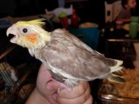 image of cockatiel