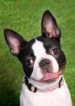 image of boston_bull