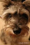 image of miniature_schnauzer #2