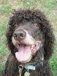 image of irish_water_spaniel #13