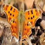 image of animal