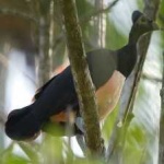 image of bird