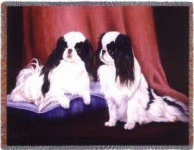 image of japanese_spaniel #10