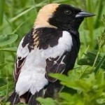 image of bird