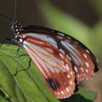 image of animal