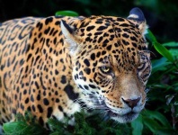 image of jaguar_car