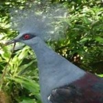 image of bird