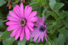 image of flower