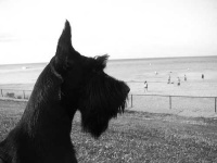 image of giant_schnauzer #29