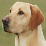 image of labrador #19