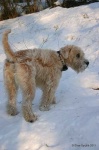image of irish_terrier