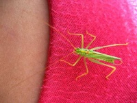 image of grasshopper