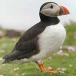 image of bird