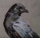 image of animal