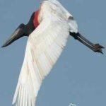 image of bird