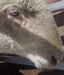 image of animal