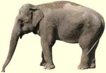 image of animal