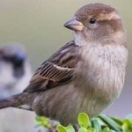 image of bird