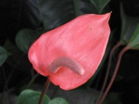 image of anthurium #2