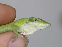 image of green_lizard