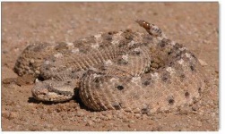 image of horned_viper