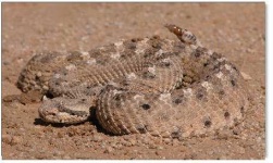 image of horned_viper #2