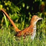 image of brown_thrasher #24