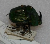 image of tiger_beetle #34