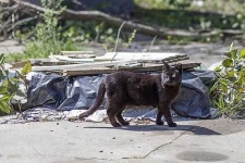 image of feral_cats