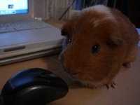 image of guinea_pig