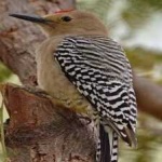 image of bird