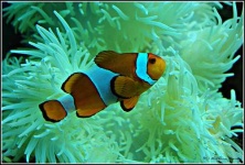 image of anemone_fish