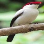 image of bird