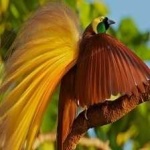 image of bird