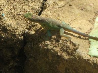 image of green_lizard
