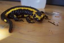 image of european_fire_salamander
