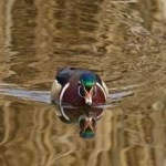 image of wood_duck #8