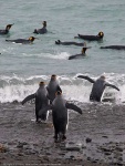 image of king_penguin