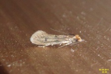 image of animal
